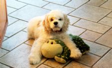 Equestrian Office Dogs: Aiden