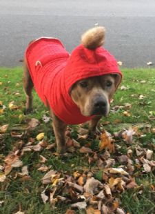 Equestrian PR Office Dogs: Pumba