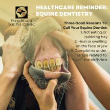Healthcare Reminder: Equine Dentistry