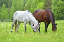 Horse Insurance: The Critical Importance of Full Disclosure