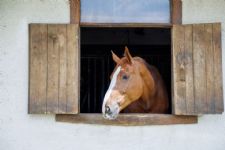 Keep Your Horse Happy and Healthy on Stall Rest, PBEC In the News, Wellington Winner, and More